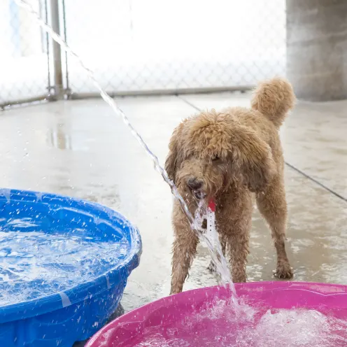 Curly-haired dog drinking water from a hose